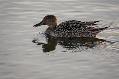 Spießente (F) / Northern Pintail