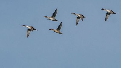 Spießente / Northern Pintail