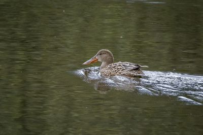 Löffelente (F) / Northern Shoveler