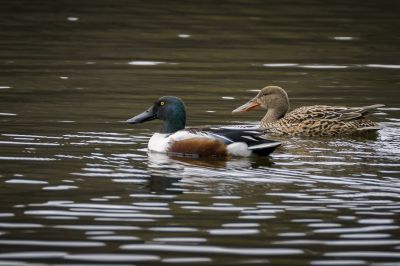 Löffelente (M,F) / Northern Shoveler