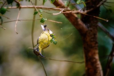 Grünrücken-Nektarvogel (W) / Olive-backed Sunbird