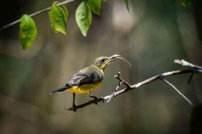 Grünrücken-Nektarvogel (W) / Olive-backed Sunbird