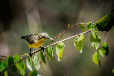 Grünrücken-Nektarvogel (W) / Olive-backed Sunbird