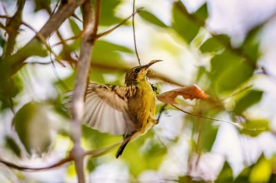 Grünrücken-Nektarvogel (W) / Olive-backed Sunbird