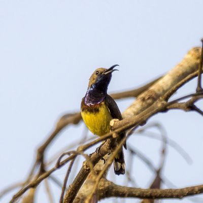 Grünrücken-Nektarvogel (M) / Olive-backed Sunbird