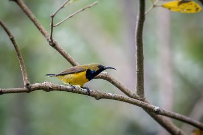 Grünrücken-Nektarvogel (M) / Olive-backed Sunbird