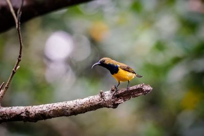 Grünrücken-Nektarvogel (M) / Olive-backed Sunbird