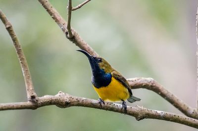 Grünrücken-Nektarvogel (M) / Olive-backed Sunbird