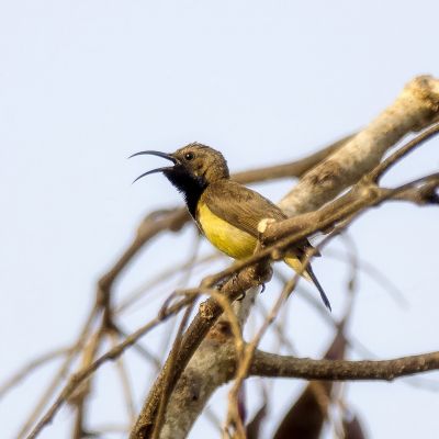 Grünrücken-Nektarvogel (M) / Olive-backed Sunbird