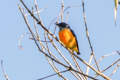 Orangebauch-Mistelfresser (M) / Orange-bellied Flowerpecker