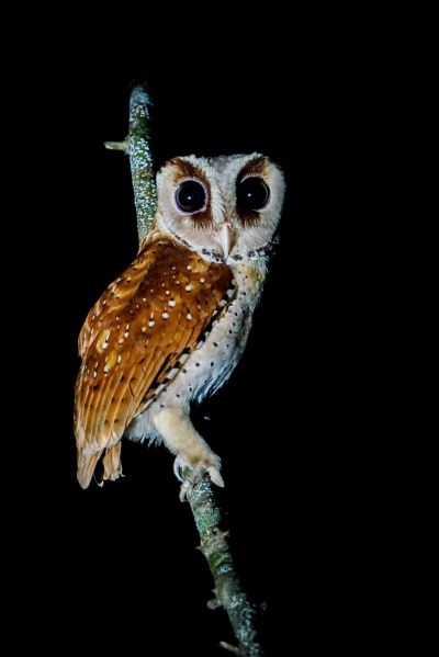 Maskeneule / Oriental Bay-owl