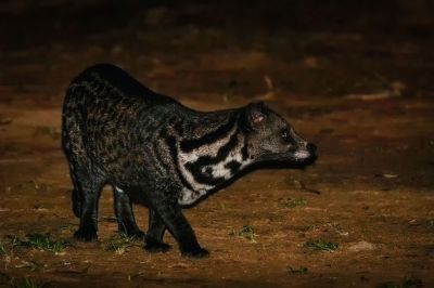 Malaiische Zibetkatze / Malay civet - Malayan civet - Oriental civet