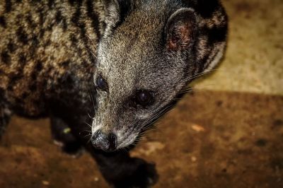 Malaiische Zibetkatze / Malay civet - Malayan civet - Oriental civet