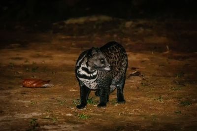 Malaiische Zibetkatze / Malay civet - Malayan civet - Oriental civet