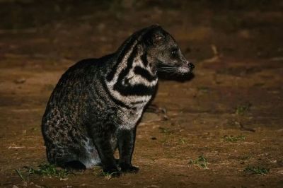 Malaiische Zibetkatze / Malay civet - Malayan civet - Oriental civet