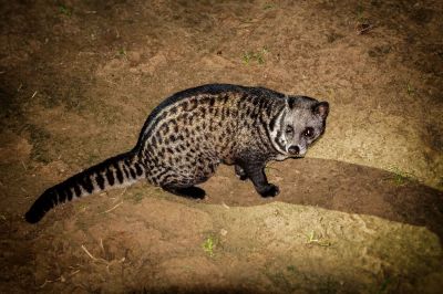 Malaiische Zibetkatze / Malay civet - Malayan civet - Oriental civet