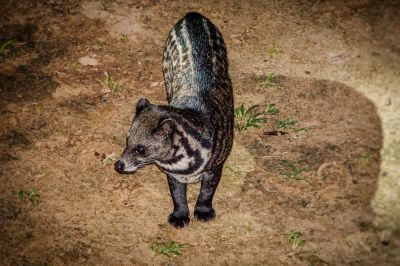 Malaiische Zibetkatze / Malay civet - Malayan civet - Oriental civet