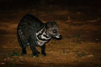 Malaiische Zibetkatze / Malay civet - Malayan civet - Oriental civet