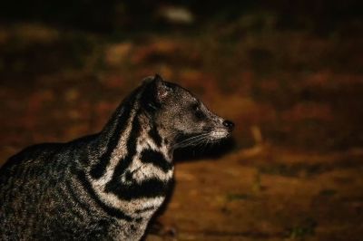 Malaiische Zibetkatze / Malay civet - Malayan civet - Oriental civet