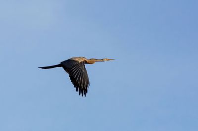 Altwelt-Schlangenhalsvogel / Oriental Darter