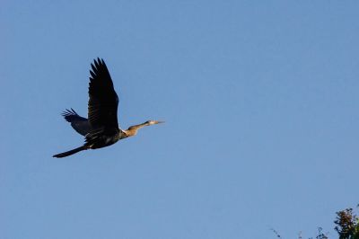 Altwelt-Schlangenhalsvogel / Oriental Darter