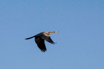 Altwelt-Schlangenhalsvogel / Oriental Darter