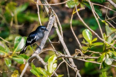 Dajaldrossel (W) / Oriental Magpie-robin