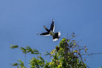 Orienthornvogel / Oriental Pied Hornbill