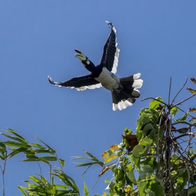 Orienthornvogel / Oriental Pied Hornbill