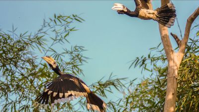 Orienthornvogel / Oriental Pied Hornbill