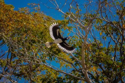 Orienthornvogel / Oriental Pied Hornbill