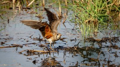 Orientbrachschwalbe / Oriental Pratincole