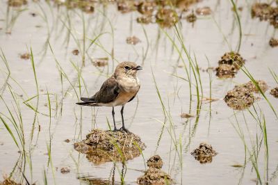 Orientbrachschwalbe (J) / Oriental Pratincole