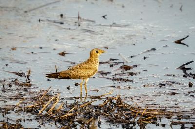 Orientbrachschwalbe (J) / Oriental Pratincole