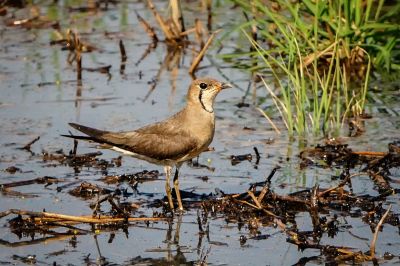 Orientbrachschwalbe / Oriental Pratincole