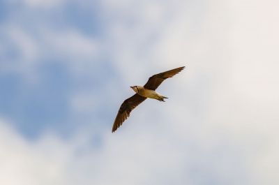 Orientbrachschwalbe / Oriental Pratincole