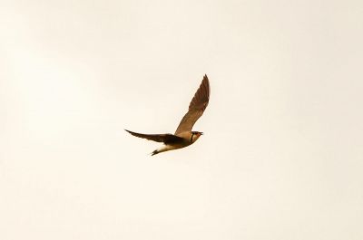 Orientbrachschwalbe / Oriental Pratincole