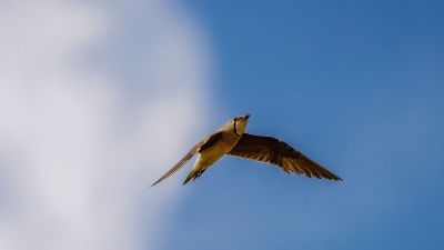 Orientbrachschwalbe / Oriental Pratincole