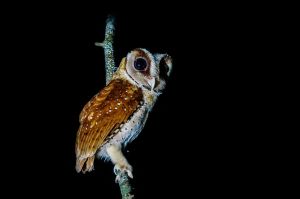 Maskeneule (Oriental Bay Owl)