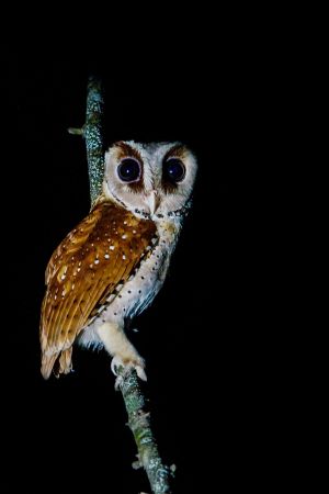 Maskeneule (Oriental Bay Owl)