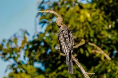 Altwelt-Schlangenhalsvogel / Oriental Darter