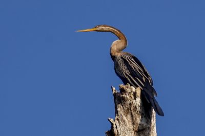 Altwelt-Schlangenhalsvogel / Oriental Darter