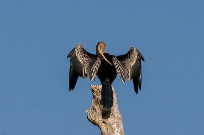 Altwelt-Schlangenhalsvogel / Oriental Darter