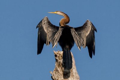 Altwelt-Schlangenhalsvogel / Oriental Darter