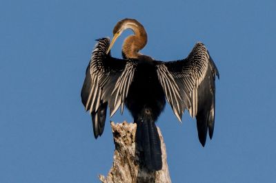 Altwelt-Schlangenhalsvogel / Oriental Darter