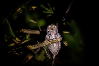 Orient-Zwergohreule / Oriental Scops-owl