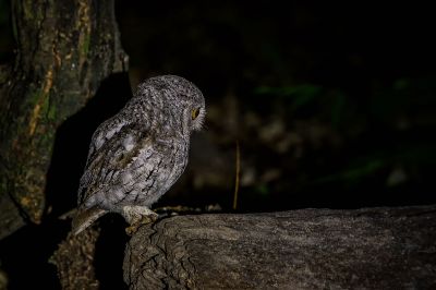 Orient-Zwergohreule / Oriental Scops-owl