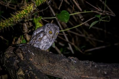 Orient-Zwergohreule / Oriental Scops-owl