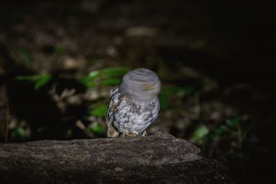 Orient-Zwergohreule / Oriental Scops-owl