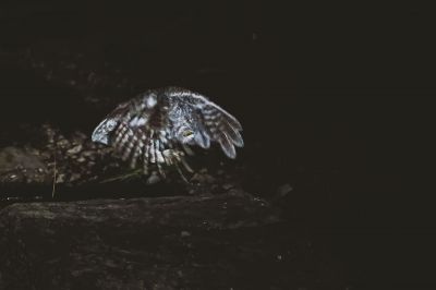 Orient-Zwergohreule / Oriental Scops-owl